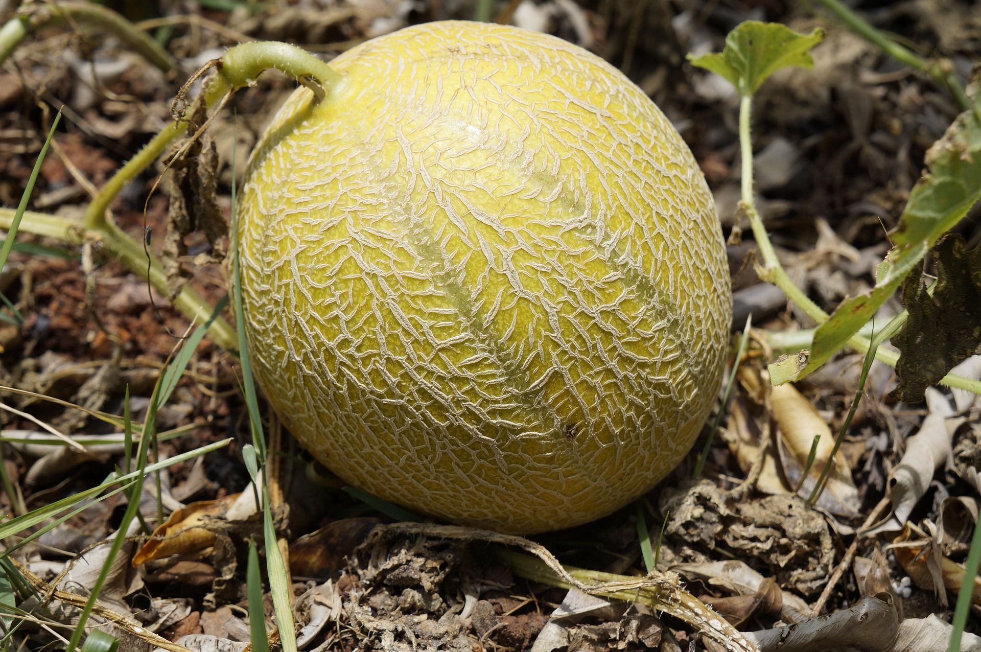 Melón Valenciano