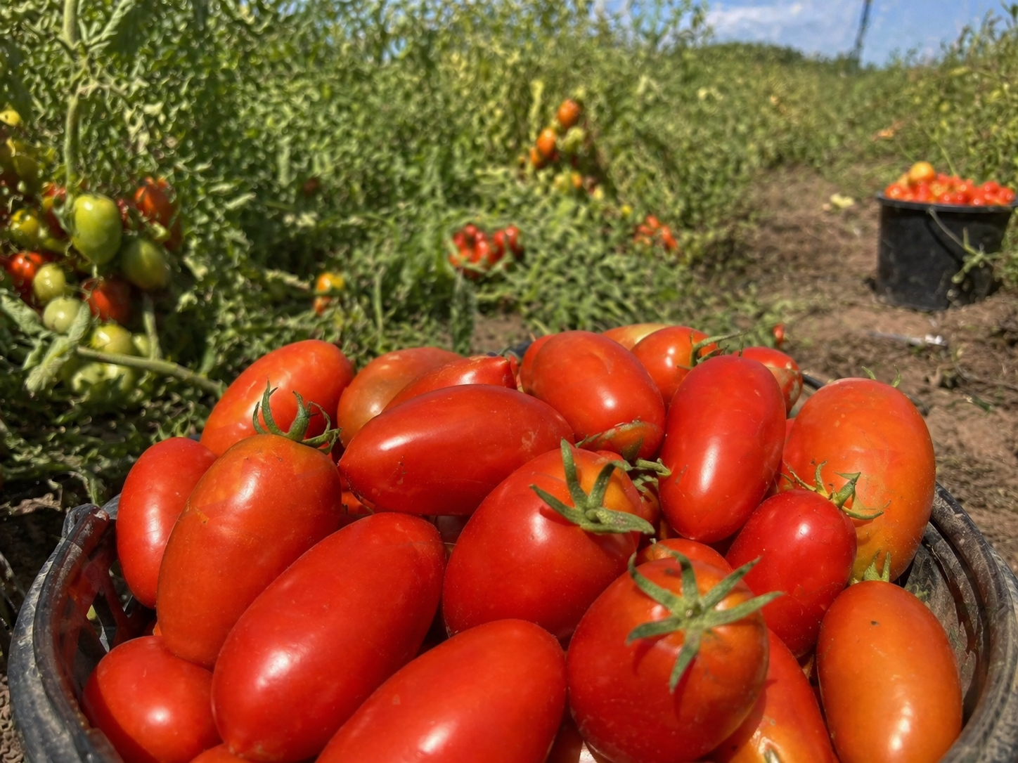 Tomate Pera